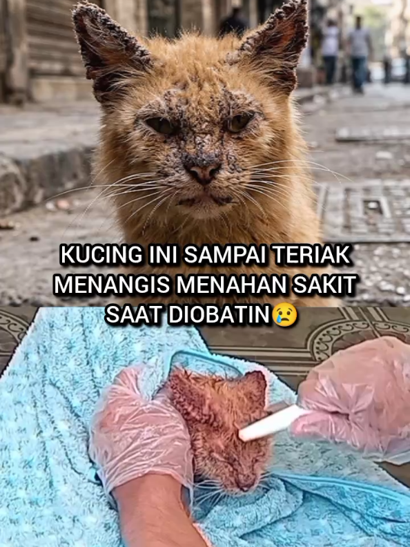 @Kucing Rumah Ronal