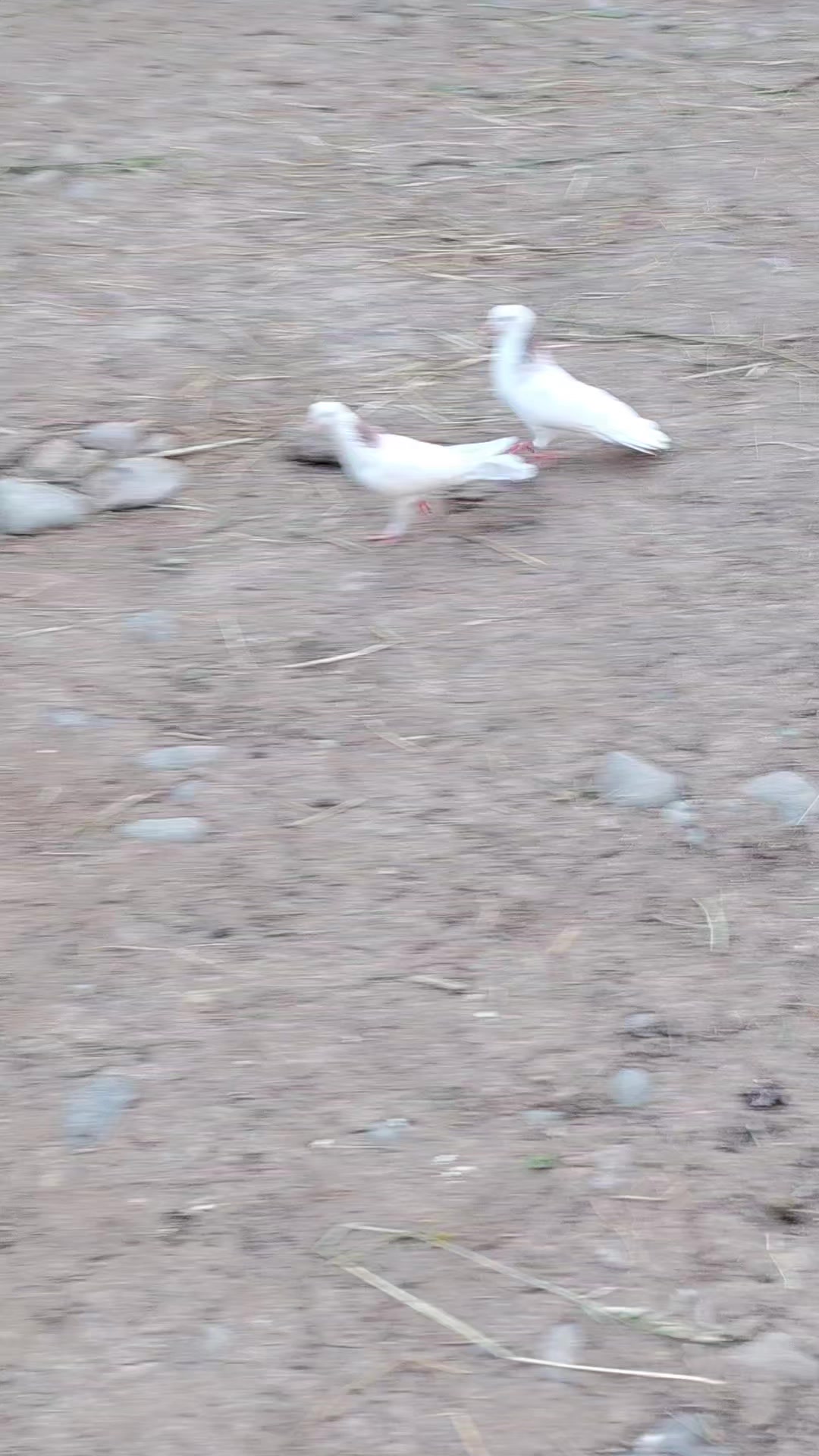 @Göyərçin51