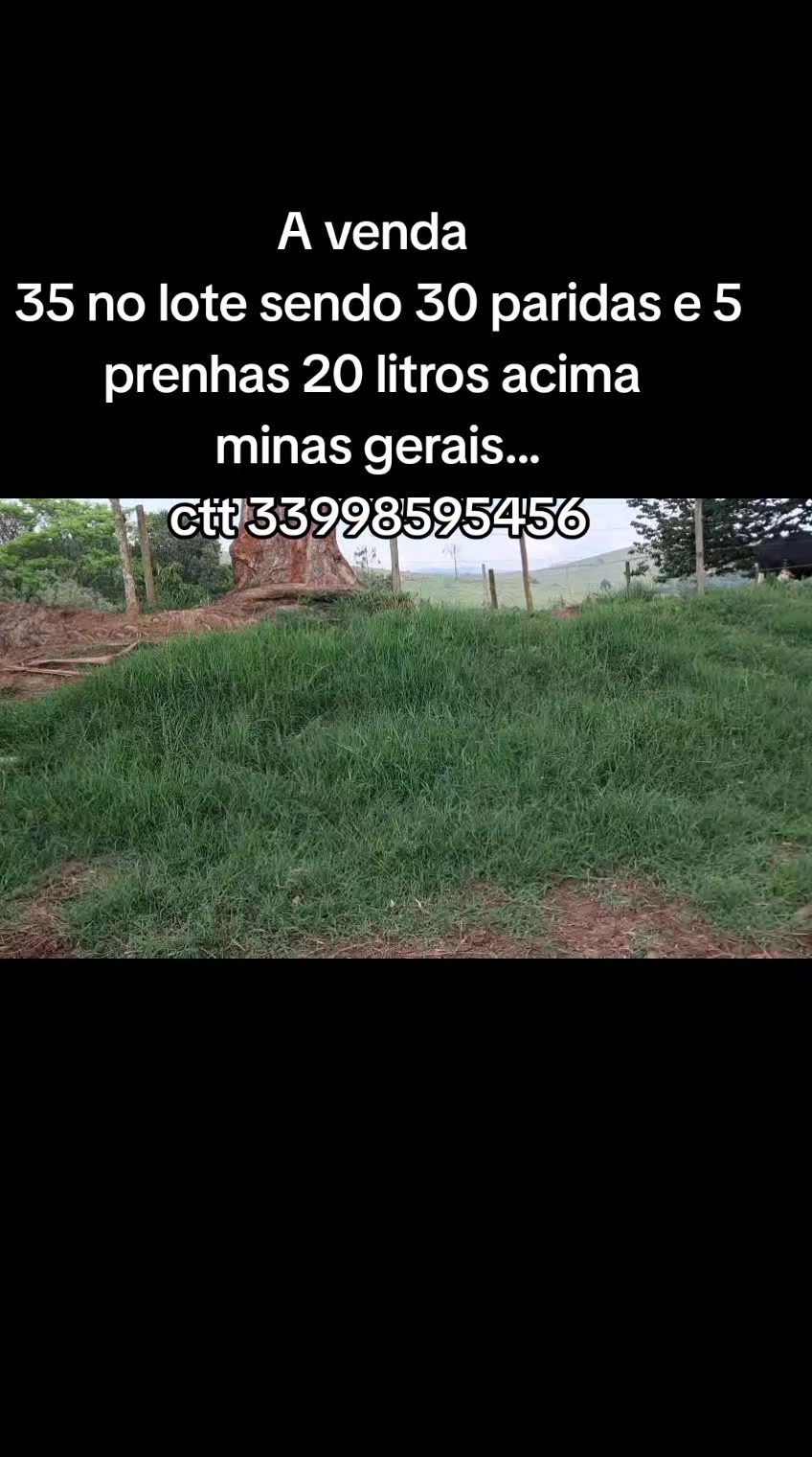 @marketing_do_gado