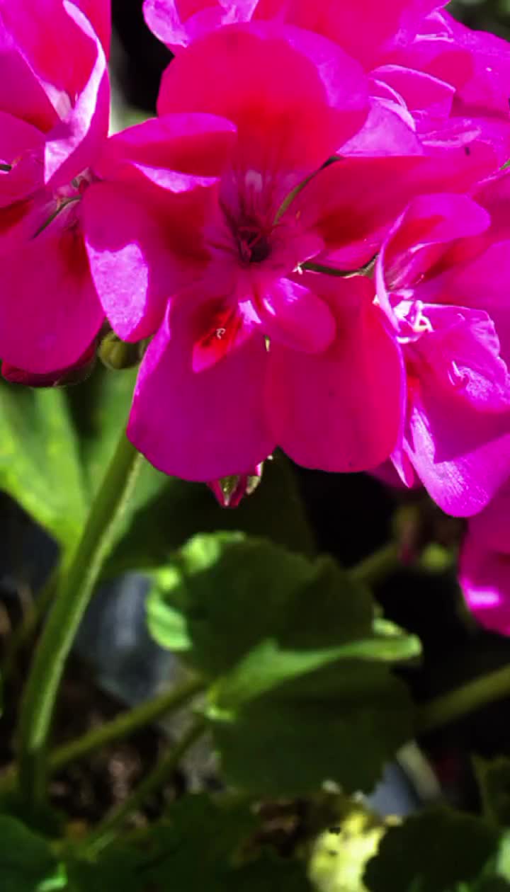 @दर्लामी निर्मला