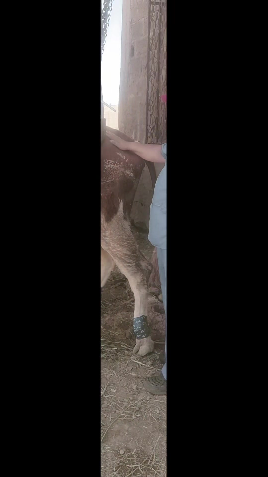 @طبيب بيطري و أفتخر