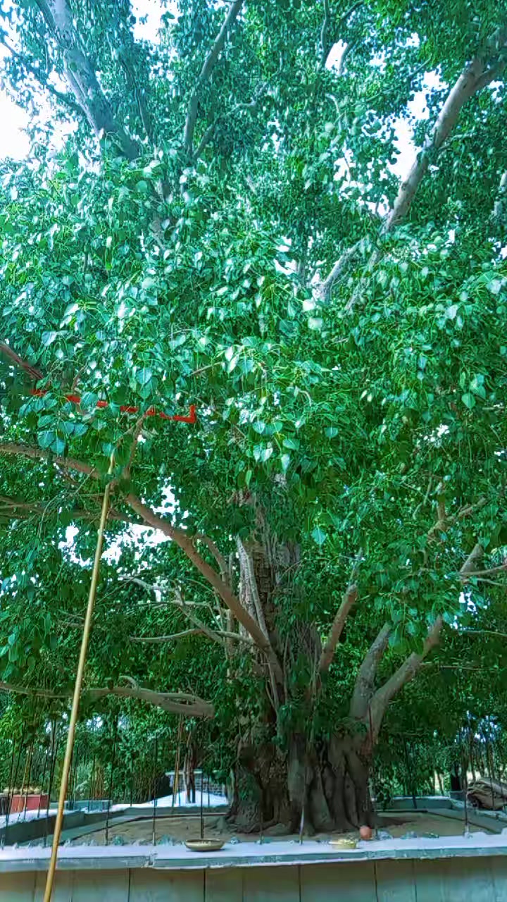 @සබ්බ දානං ධම්ම දානං ජිනාති