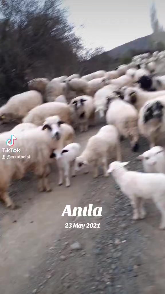 @Erkut Polat