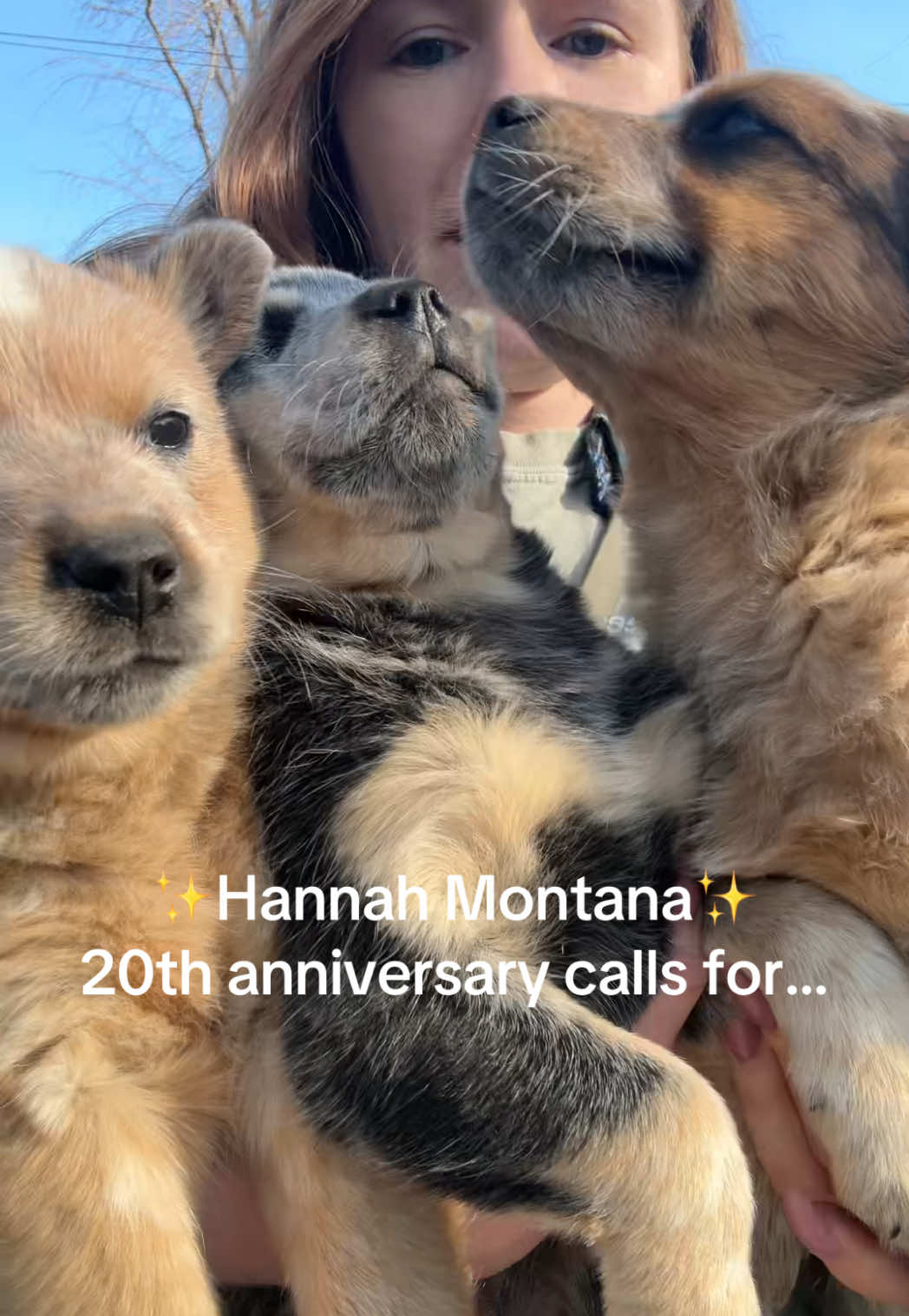 @sftsanimalrescue
