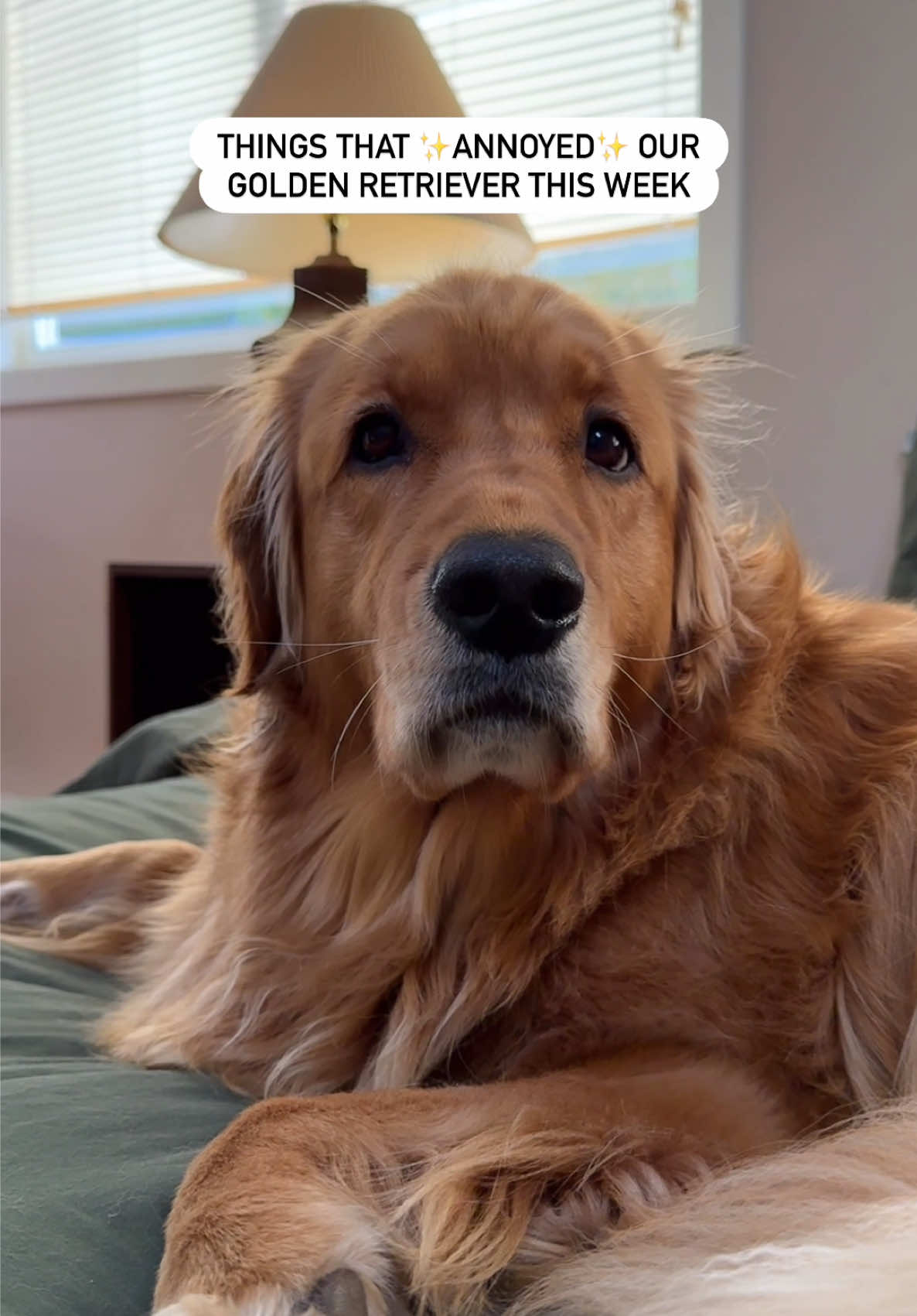 @Pacha and Bucket the Goldens