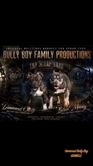 @BULLY BOY FAMILY PRODUCTIONS