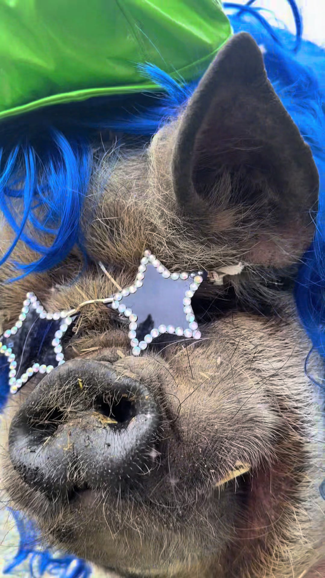 @thewinstonthepig
