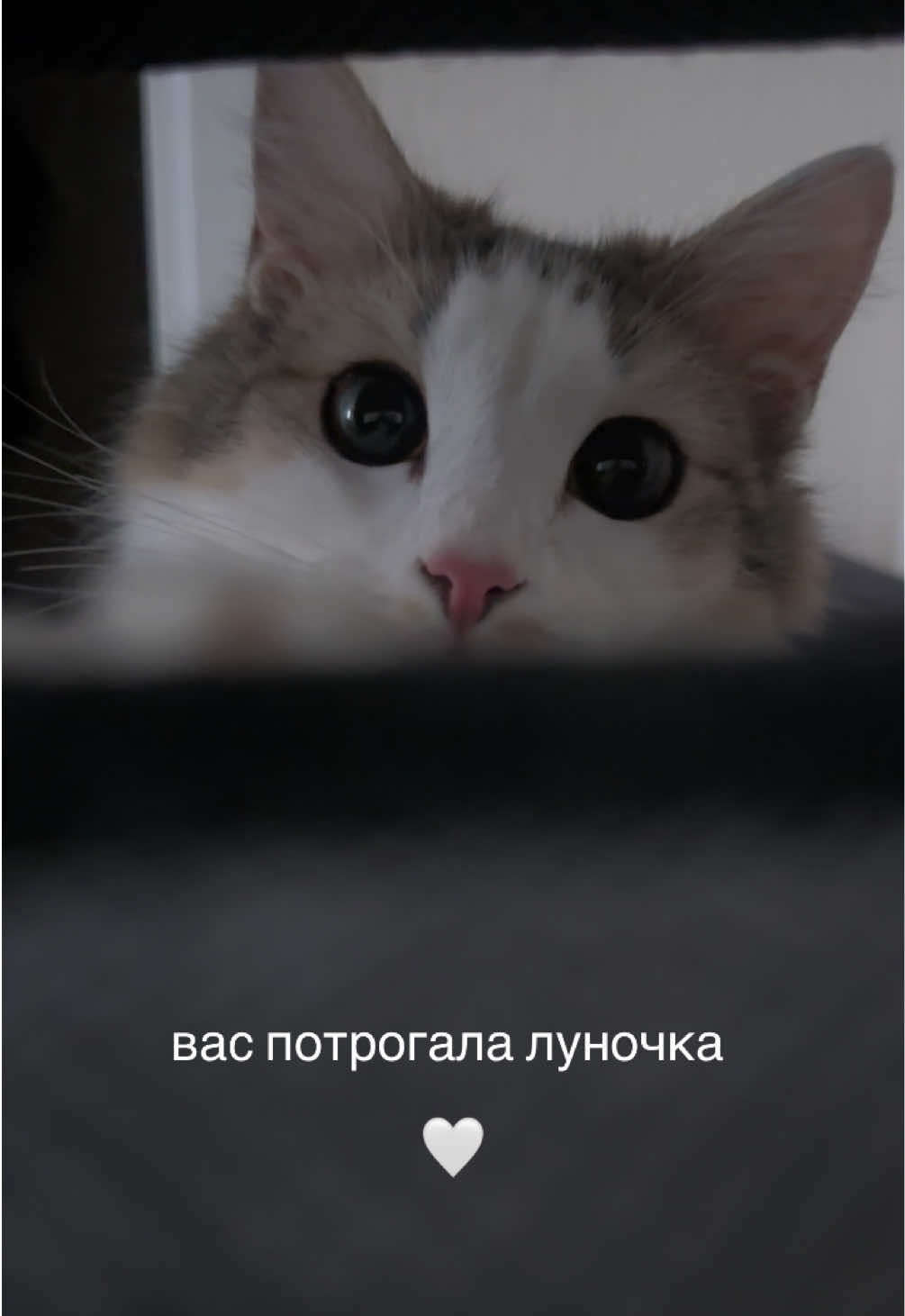 @kotik_unaa