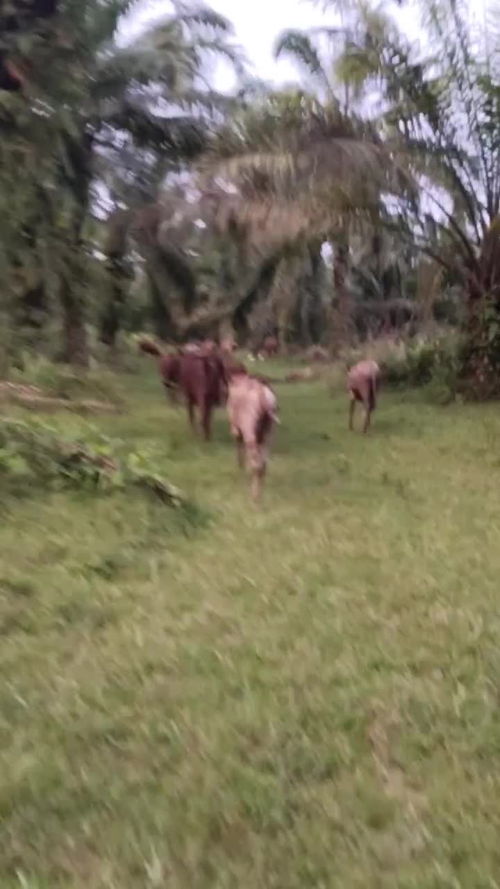 @AmirGarcia69🇲🇾🐂🐐