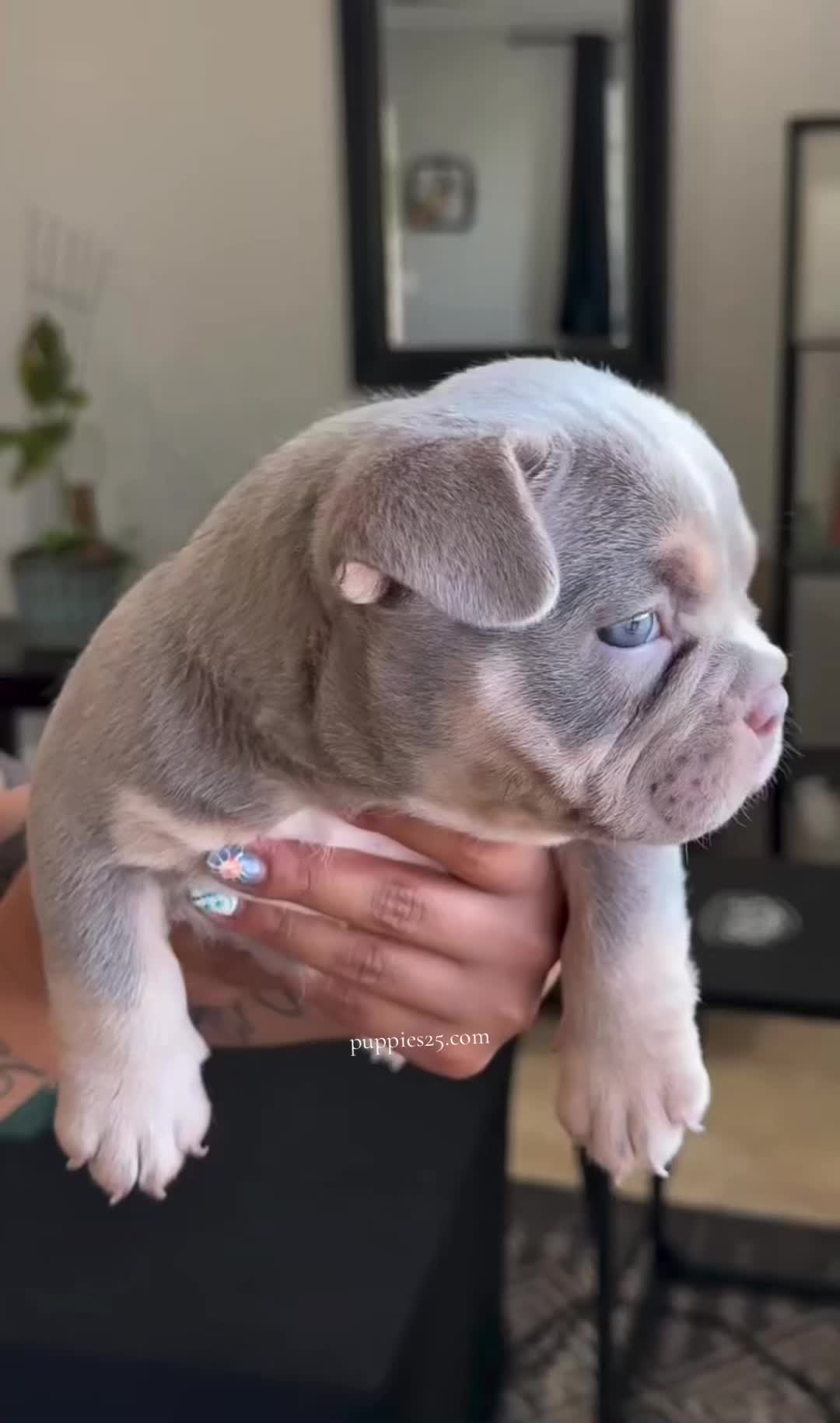 @PAWFECT