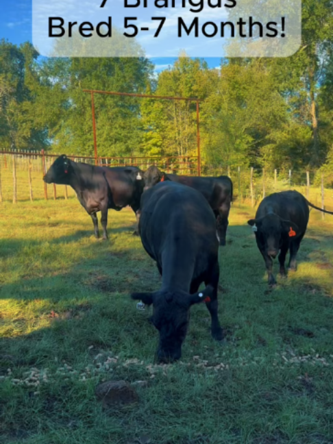 @Rutherford Land and Cattle