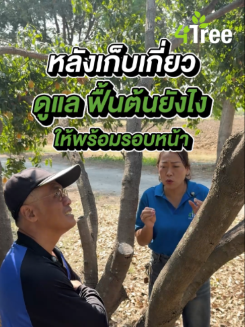 @4Tree A4S Thailand