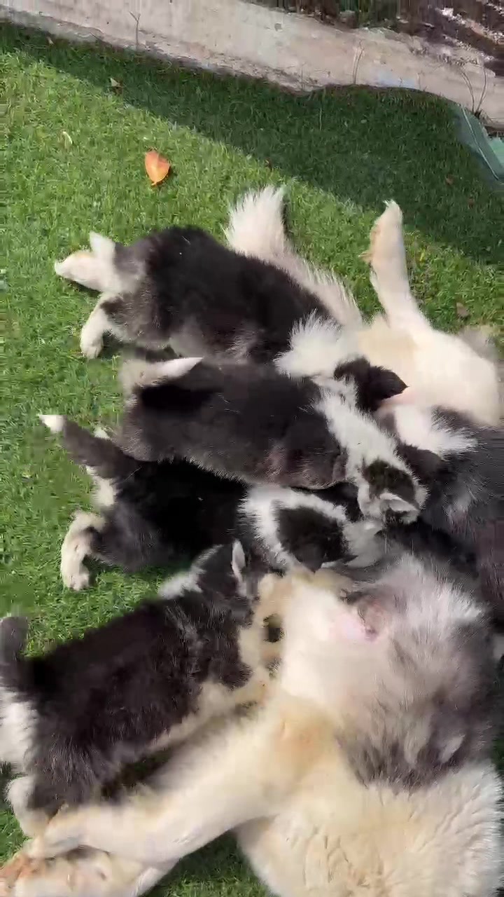 @husky Athena🇩🇿🇹🇳🇲🇦