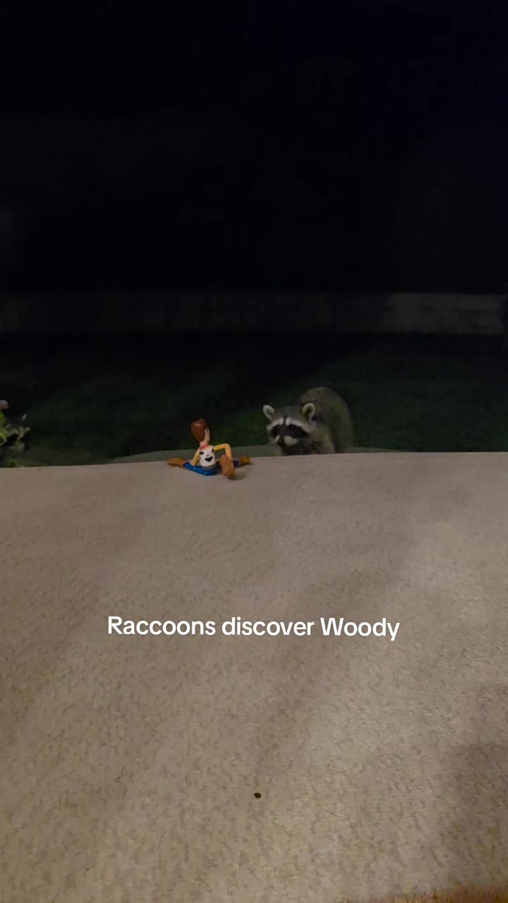 @Raccoon Drive Thru