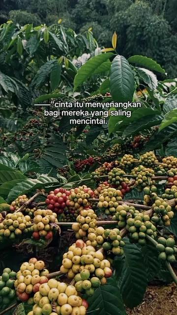 @PetaniMuda