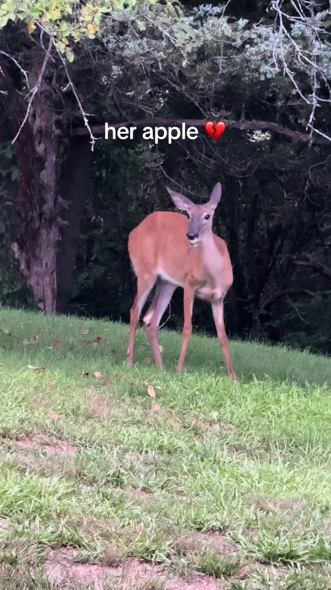 @anna