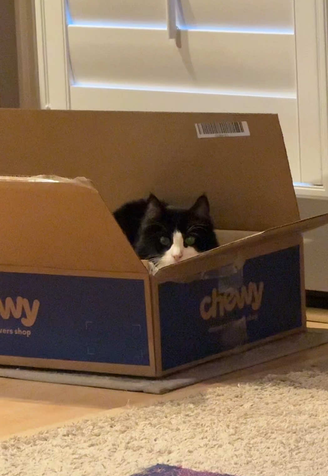 @furtastic4cats