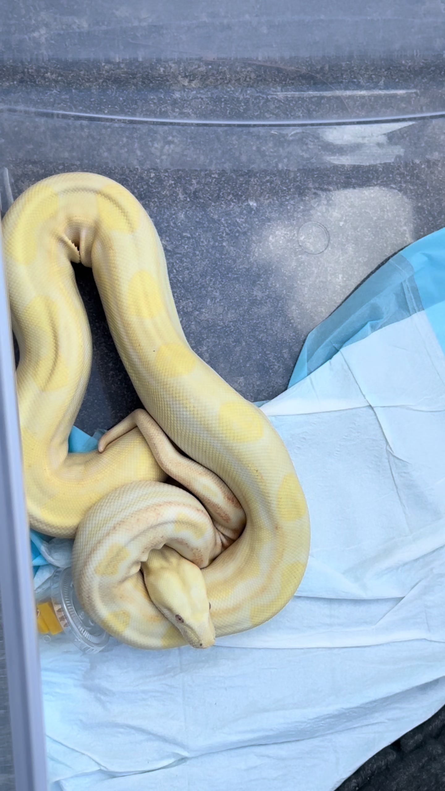 @A&L Reptiles