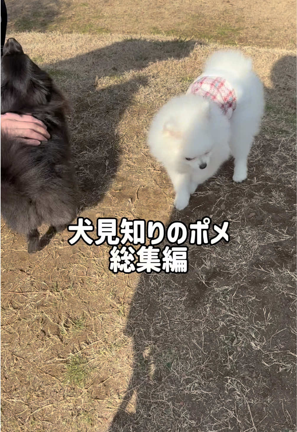 @ポメラニアンのミル🍼