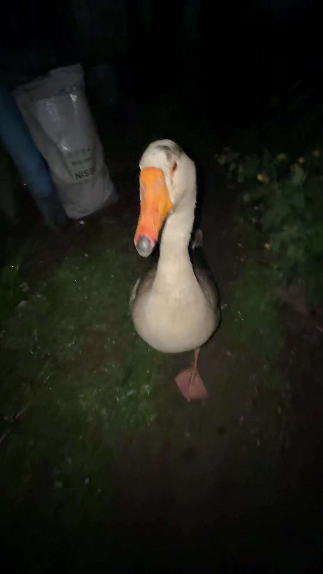 @goose_semyon