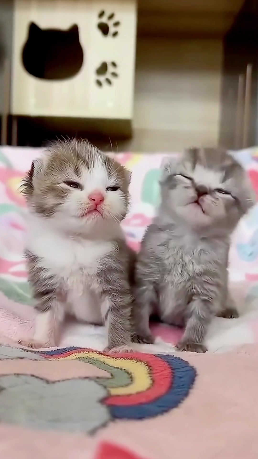 @catbosssss