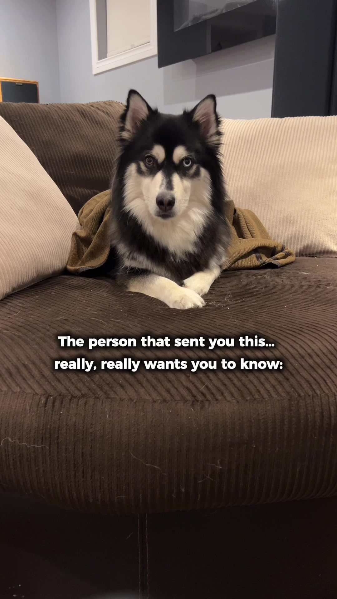 @Zeus the Pomsky🐾
