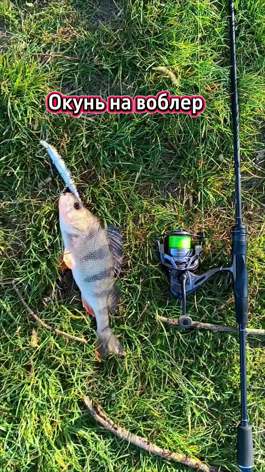 @🇺🇦🅁🄸🄱🄰🄲🄷🄺🄰𓆟🄸🅁🄰