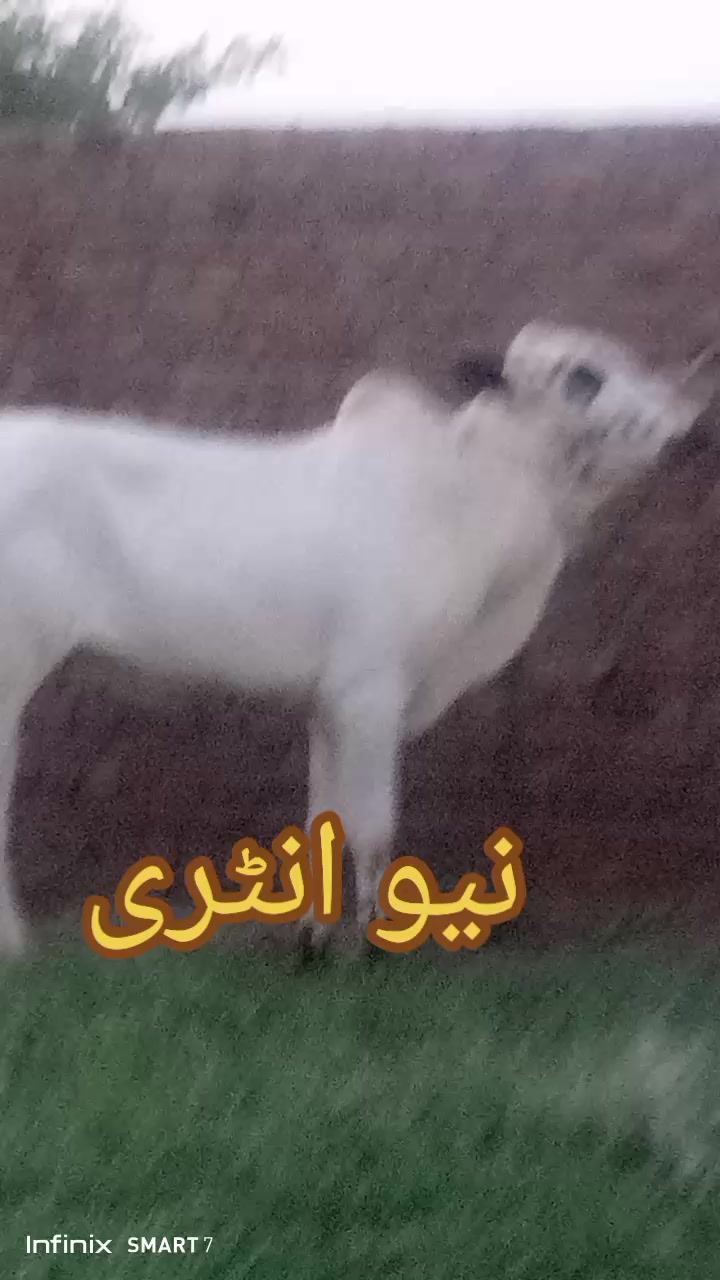 @Malik kamran