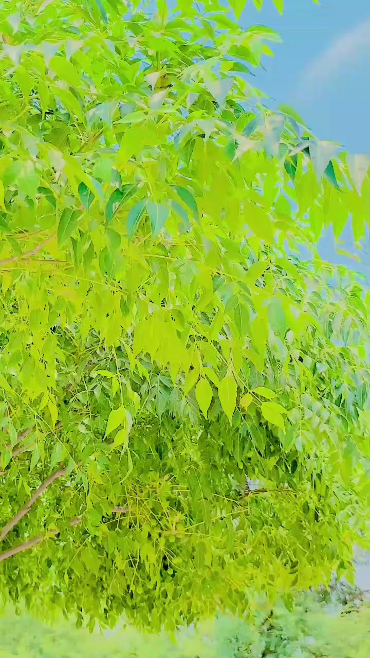 @🌺💚⭐_ᎪƉ𝙉Ꭺ𝙉𝗠ᎪⳑエҚ_🌺💚⭐