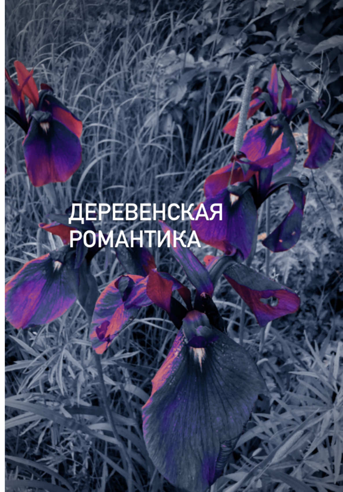 @Вера/лошади/обучение лошадей