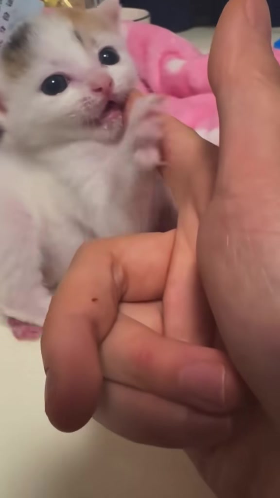 @catbosssss