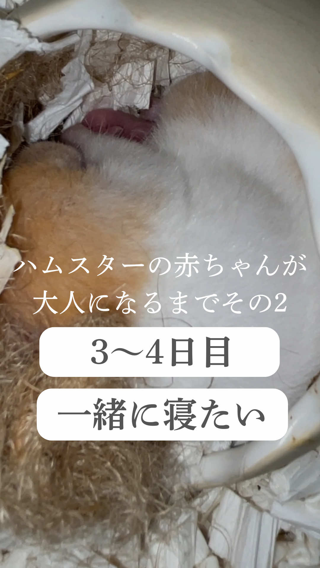 @はむはむパーク