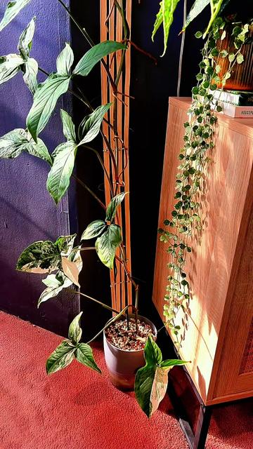 @PlantLadyNico🪴