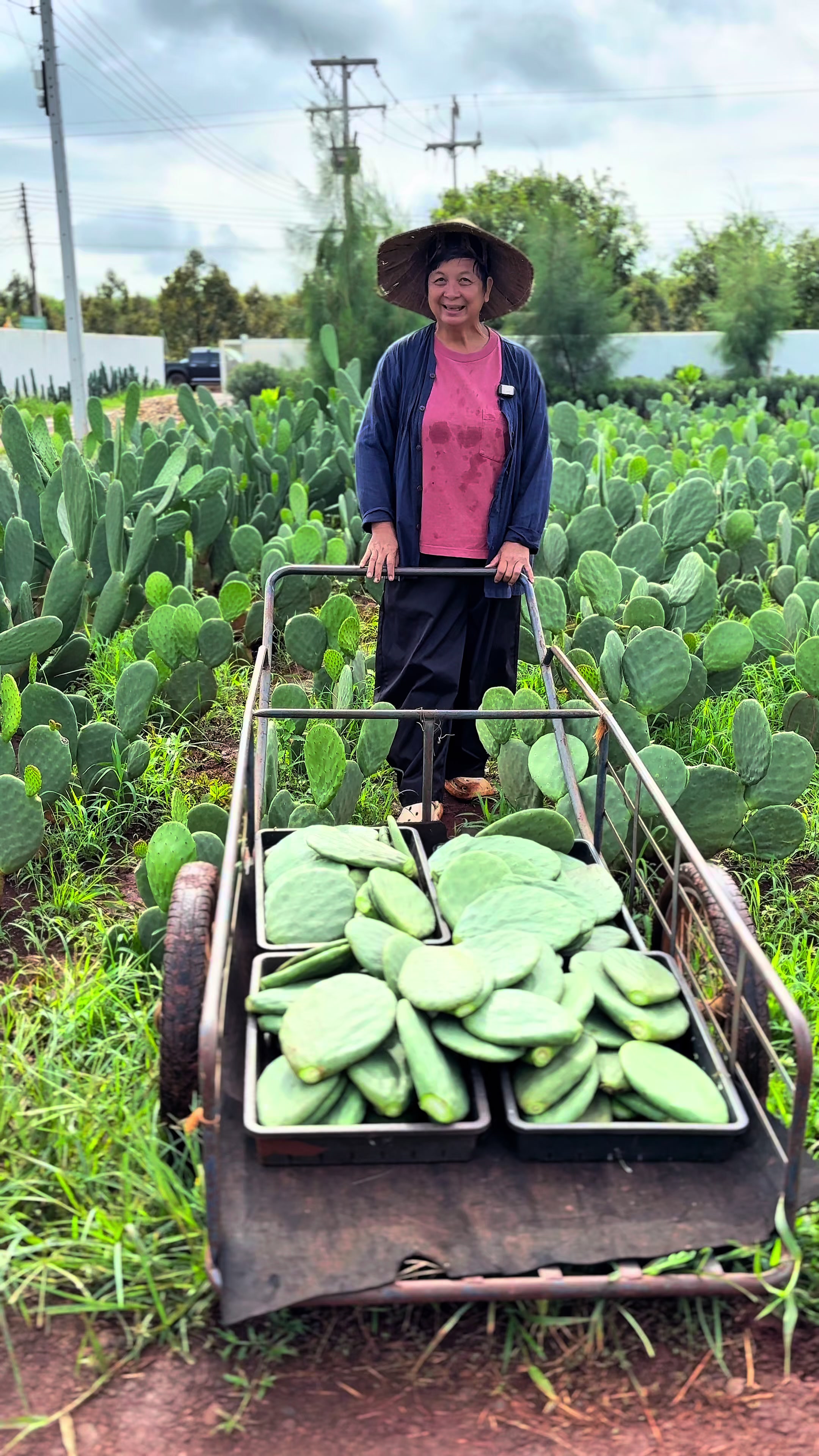 @ไร่วันยังขำ Oneyoungkham farm