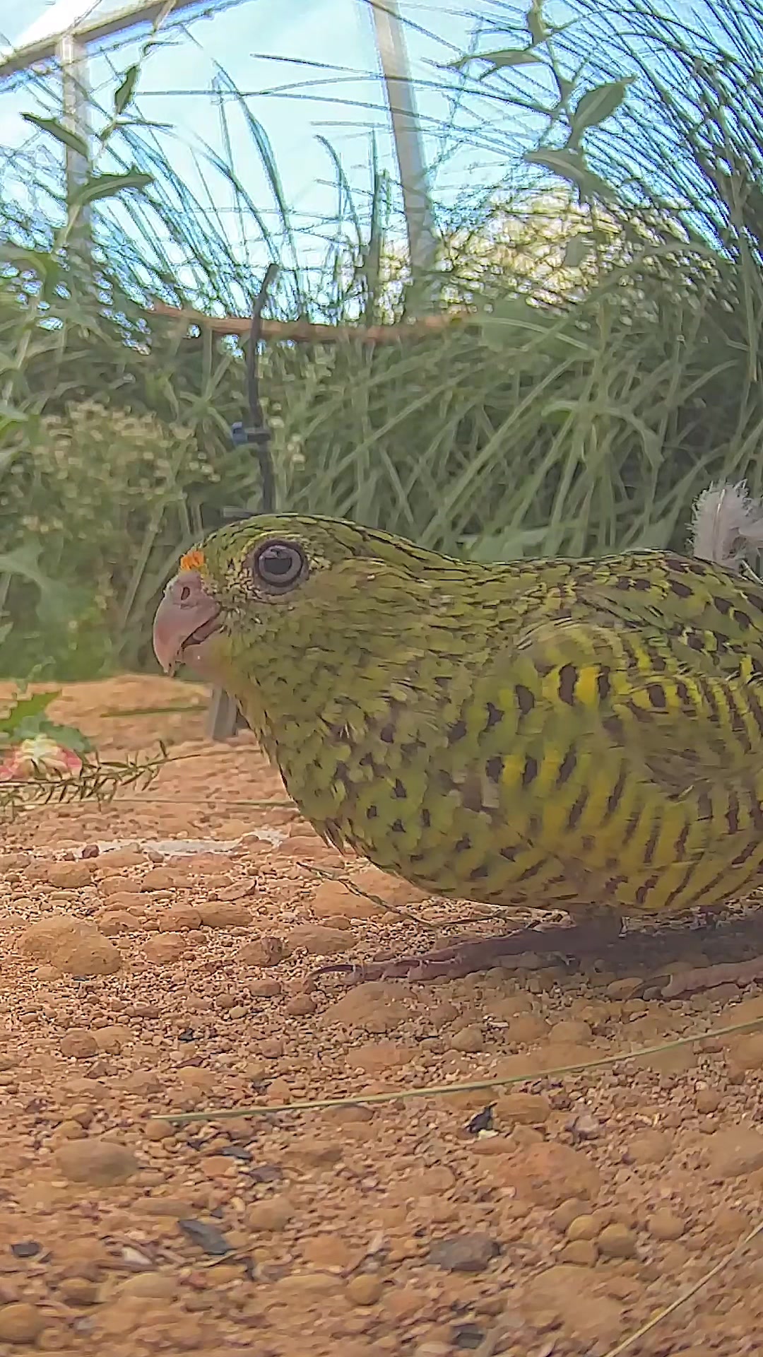 @Perth Zoo