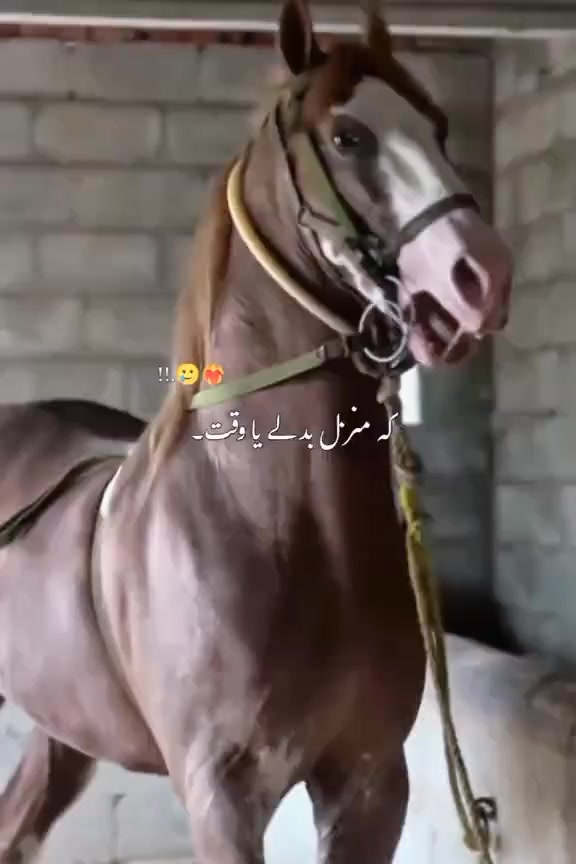 @Amjad Bangash