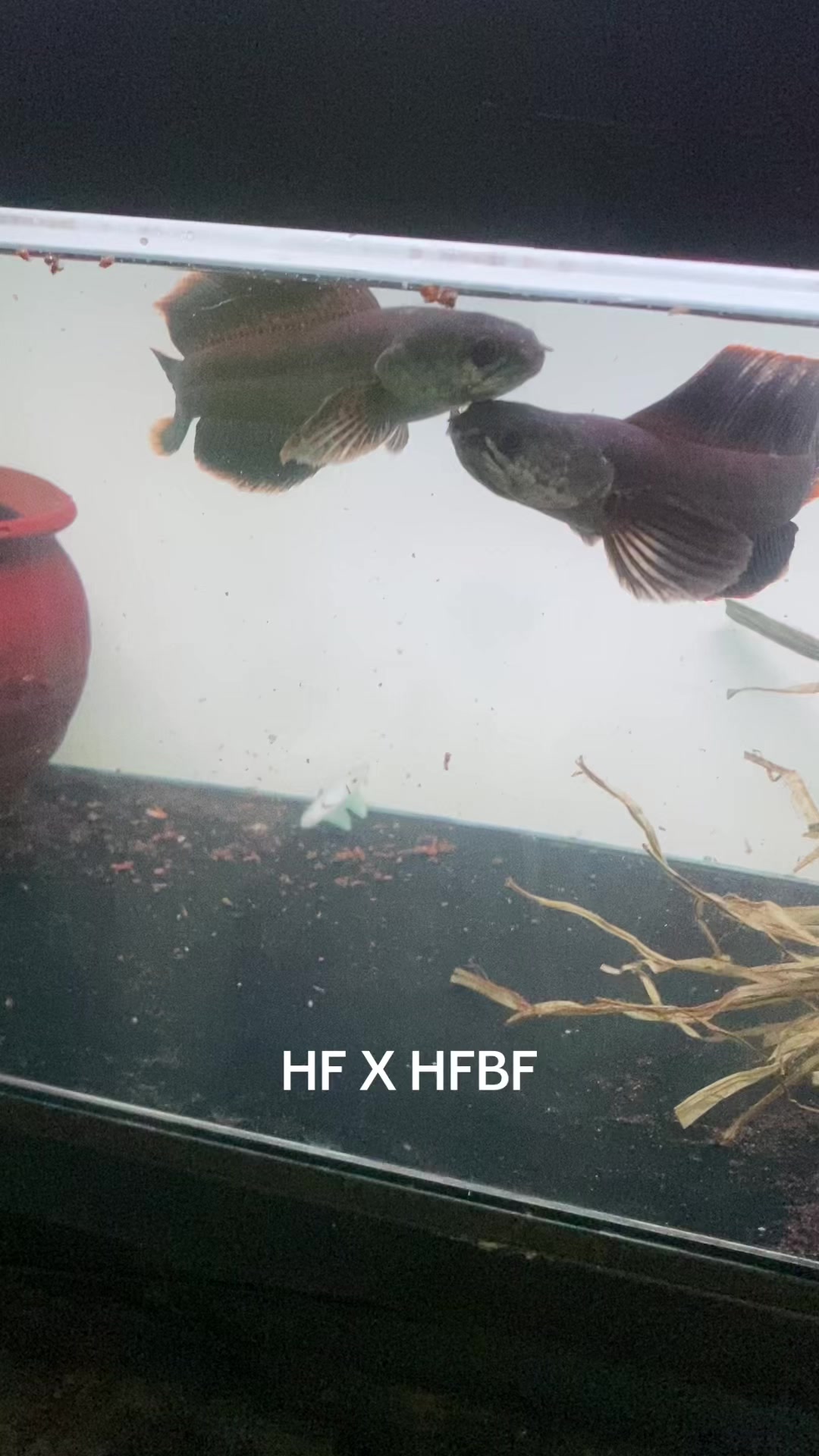 @RAP_Fish