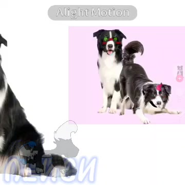 @собака Лейси👑|||🐶✅🐱✅