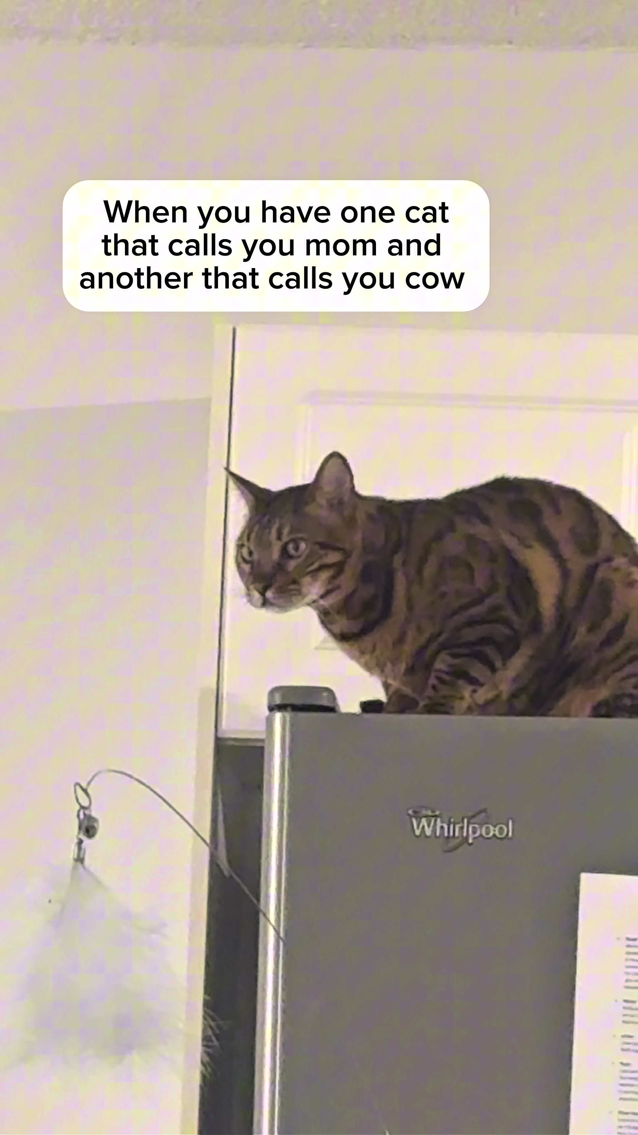 @Three Nawty Cats