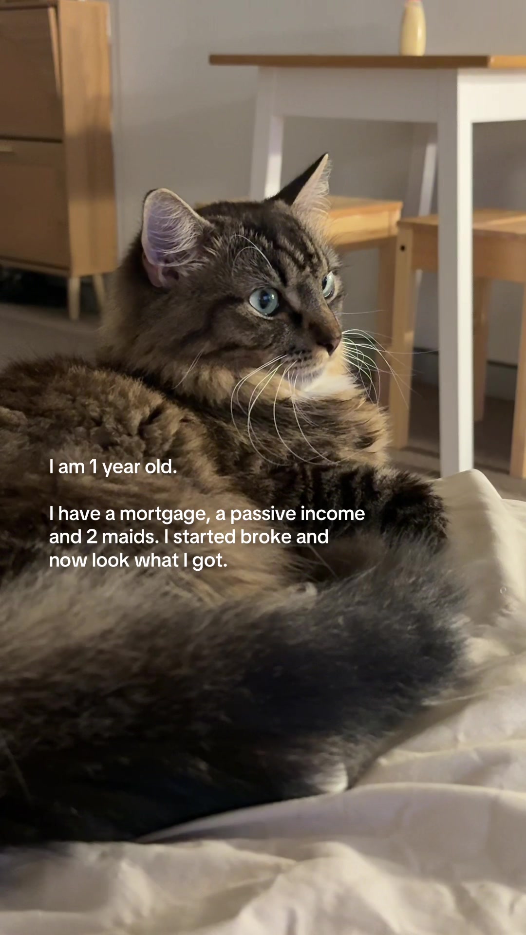 @Mozzie The Cat