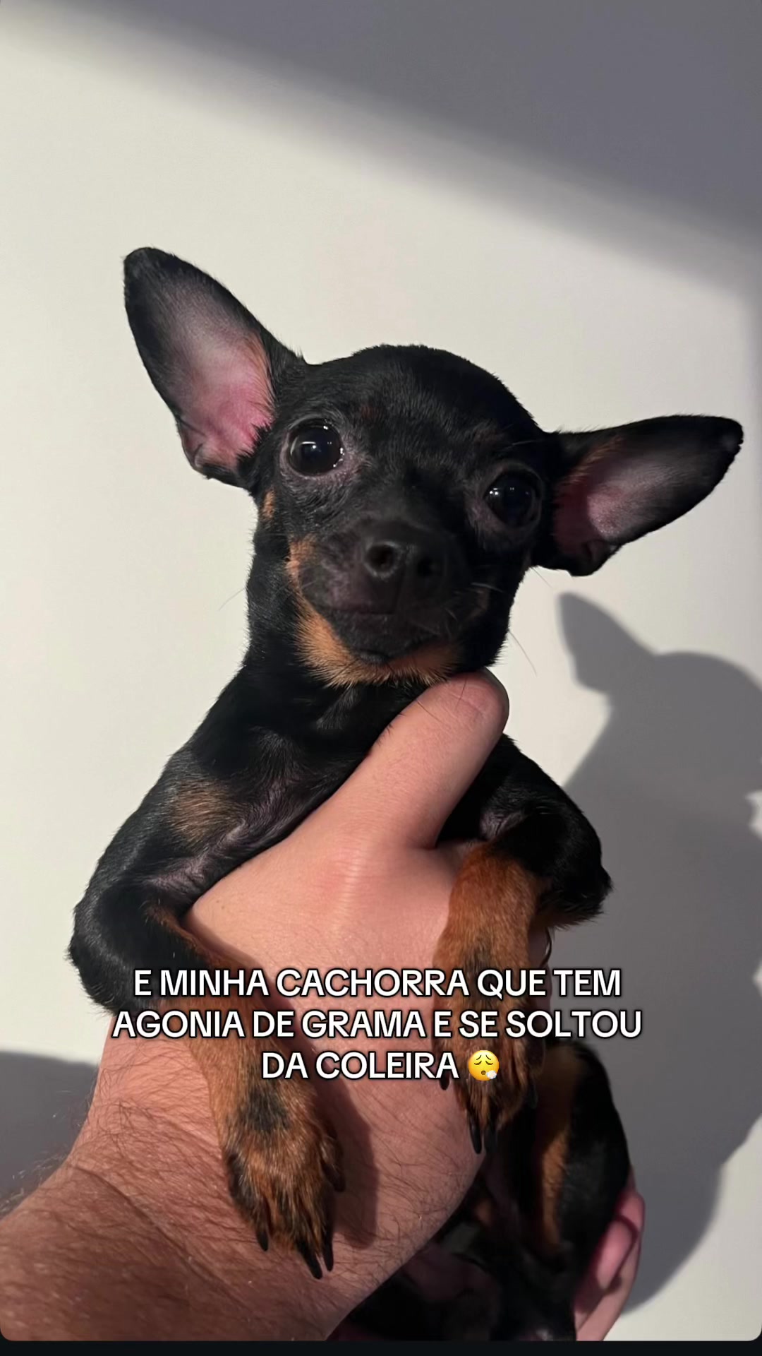 @Angélica Moraes