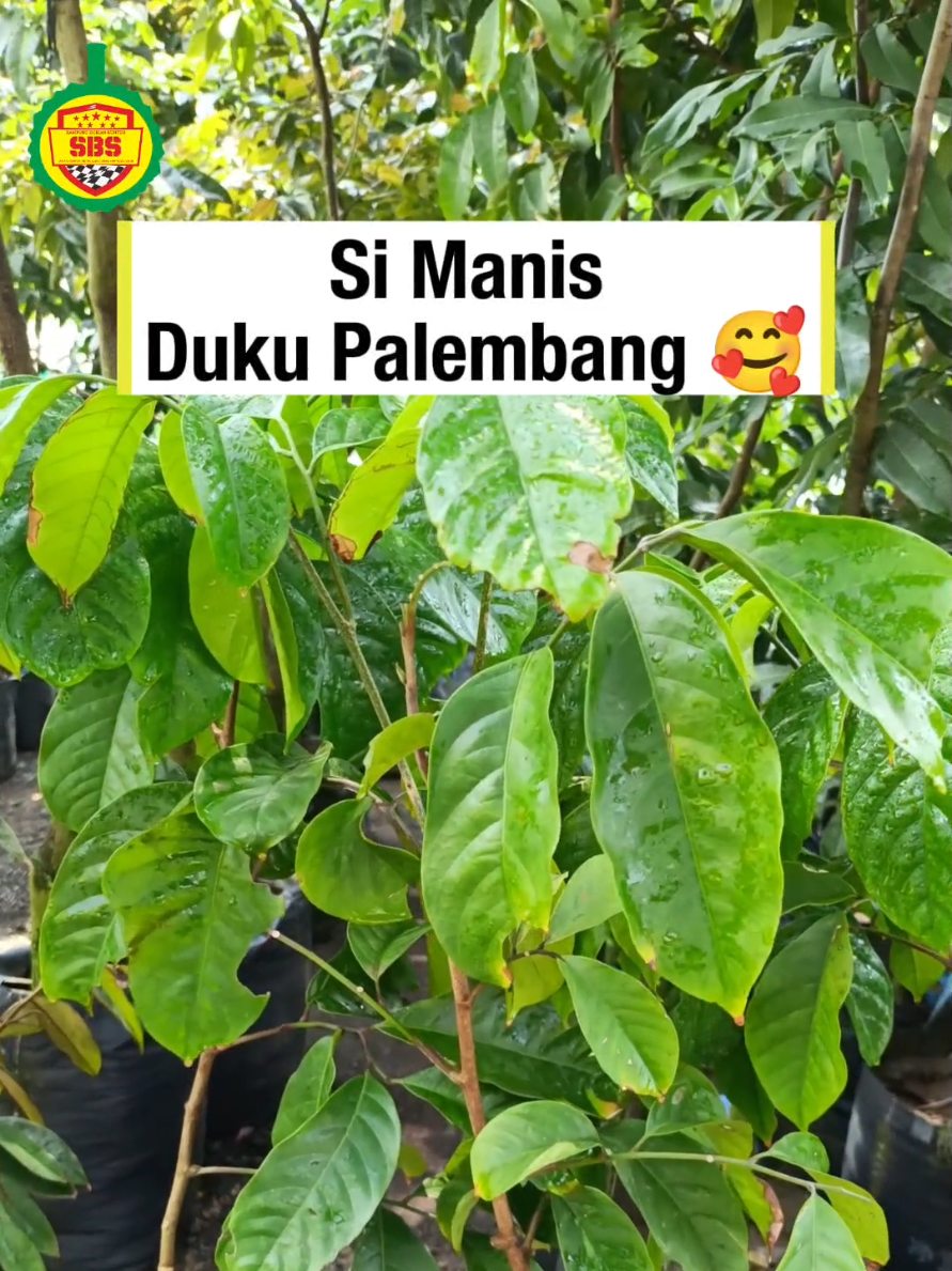 @Produksi Buah_SBS