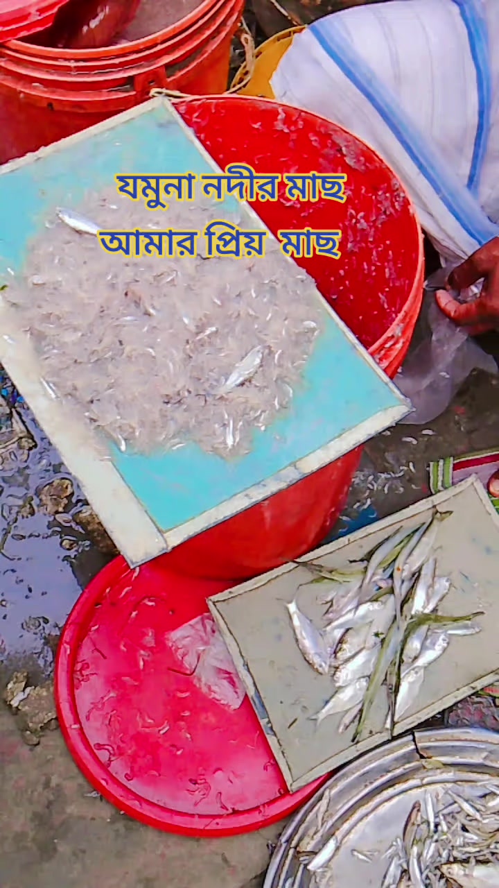 @Masud Rana