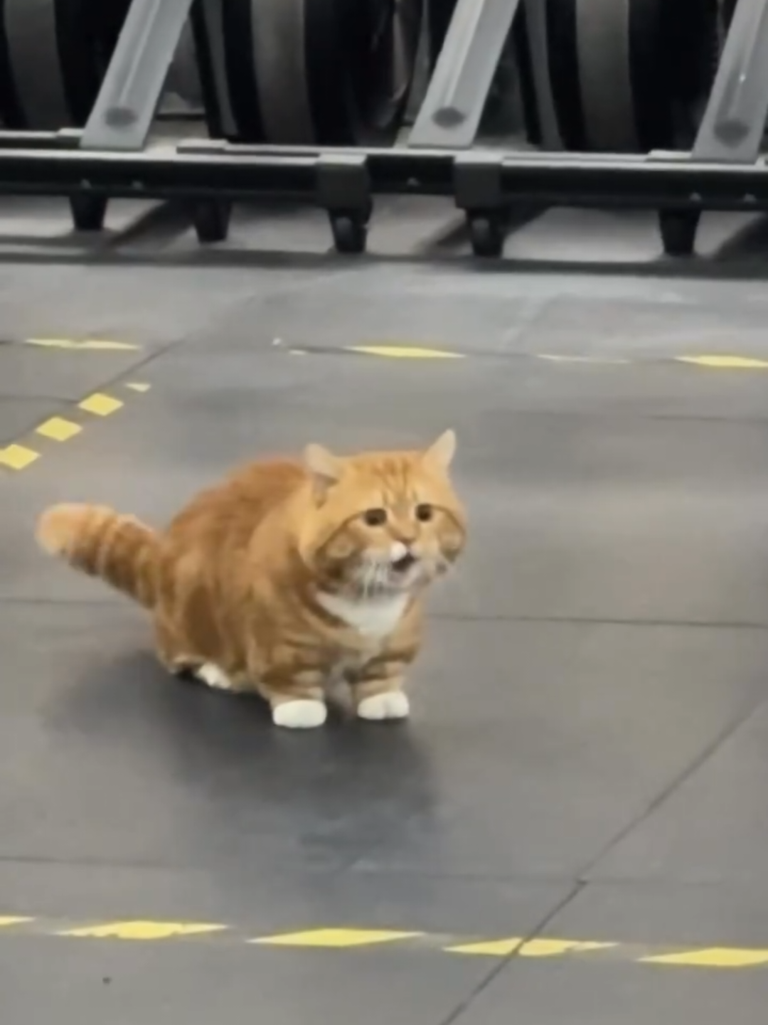@Chonky World Of Cats