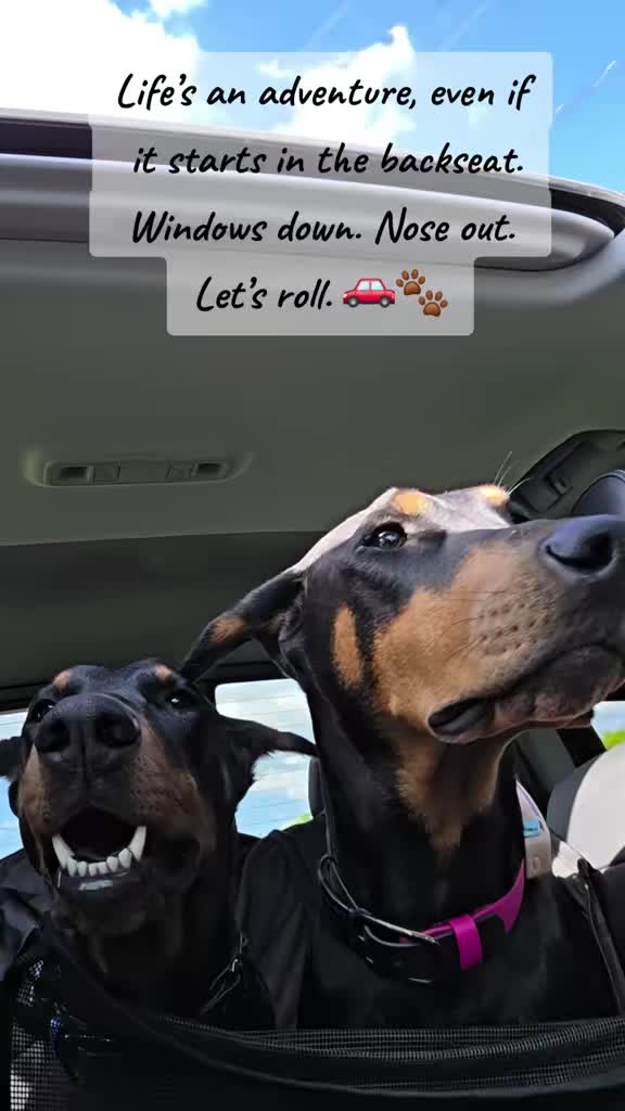 @Dobergoats Cash & Kaia