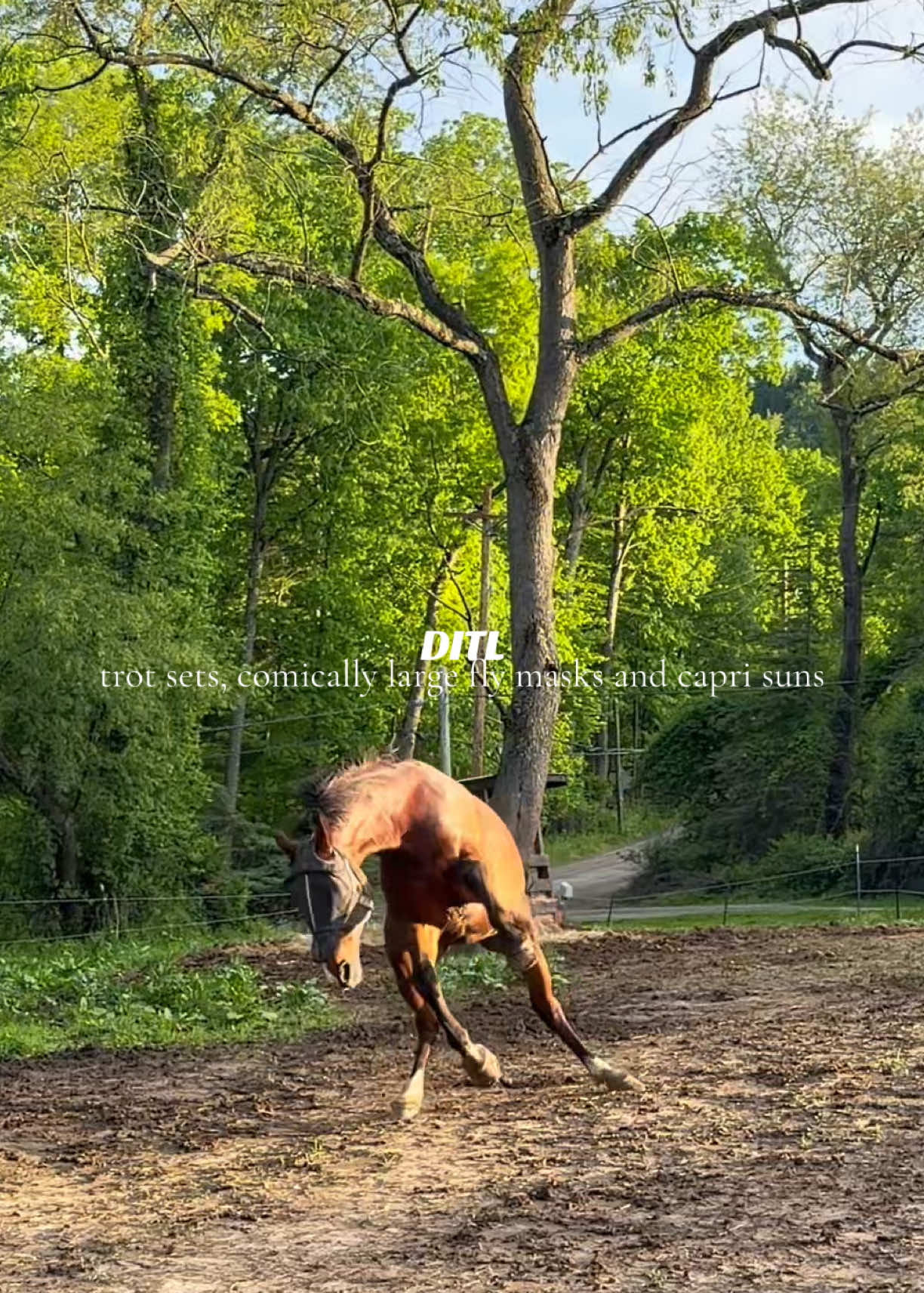 @Lunar Hill Equestrian