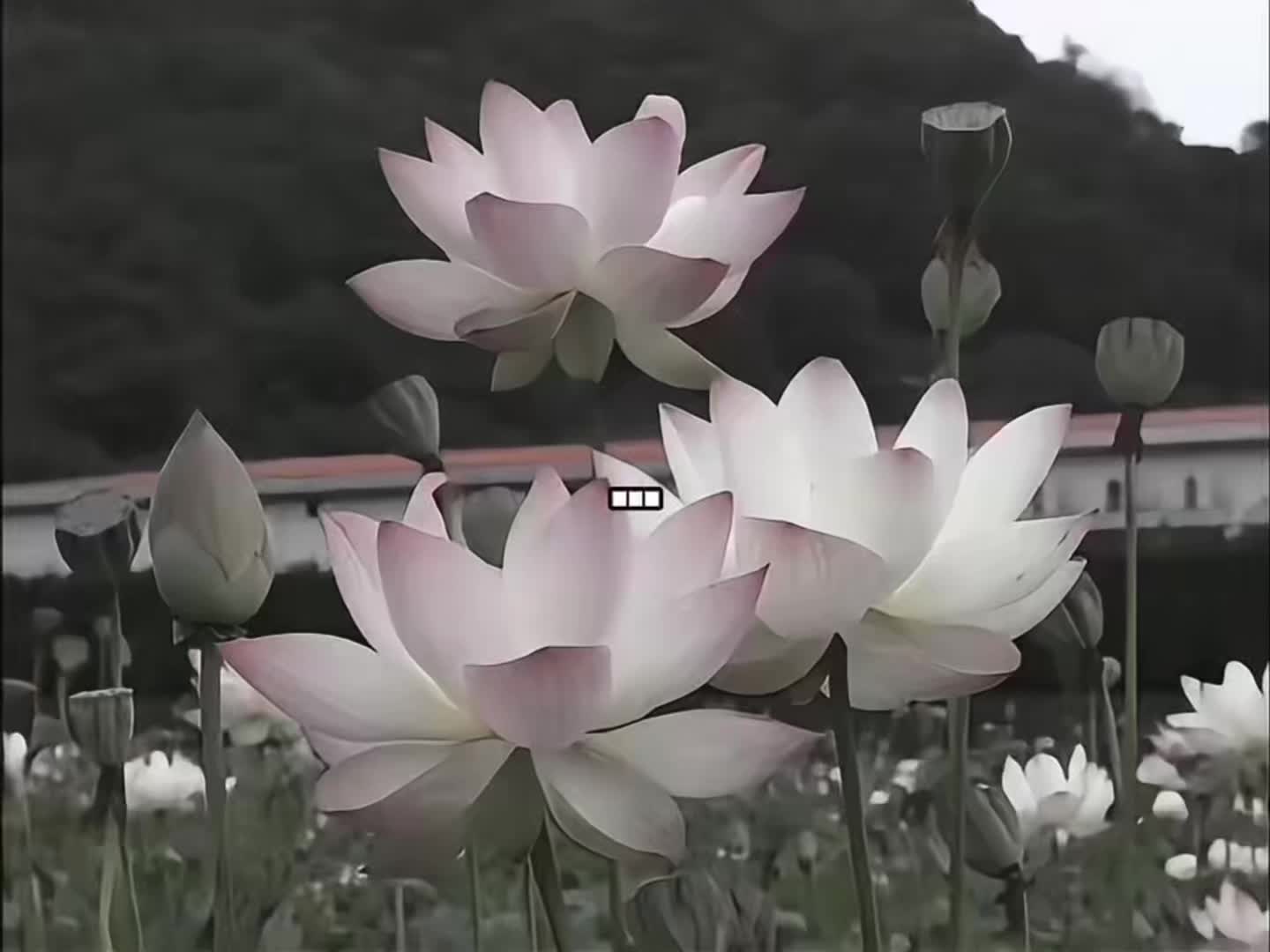 @w1wxdg'