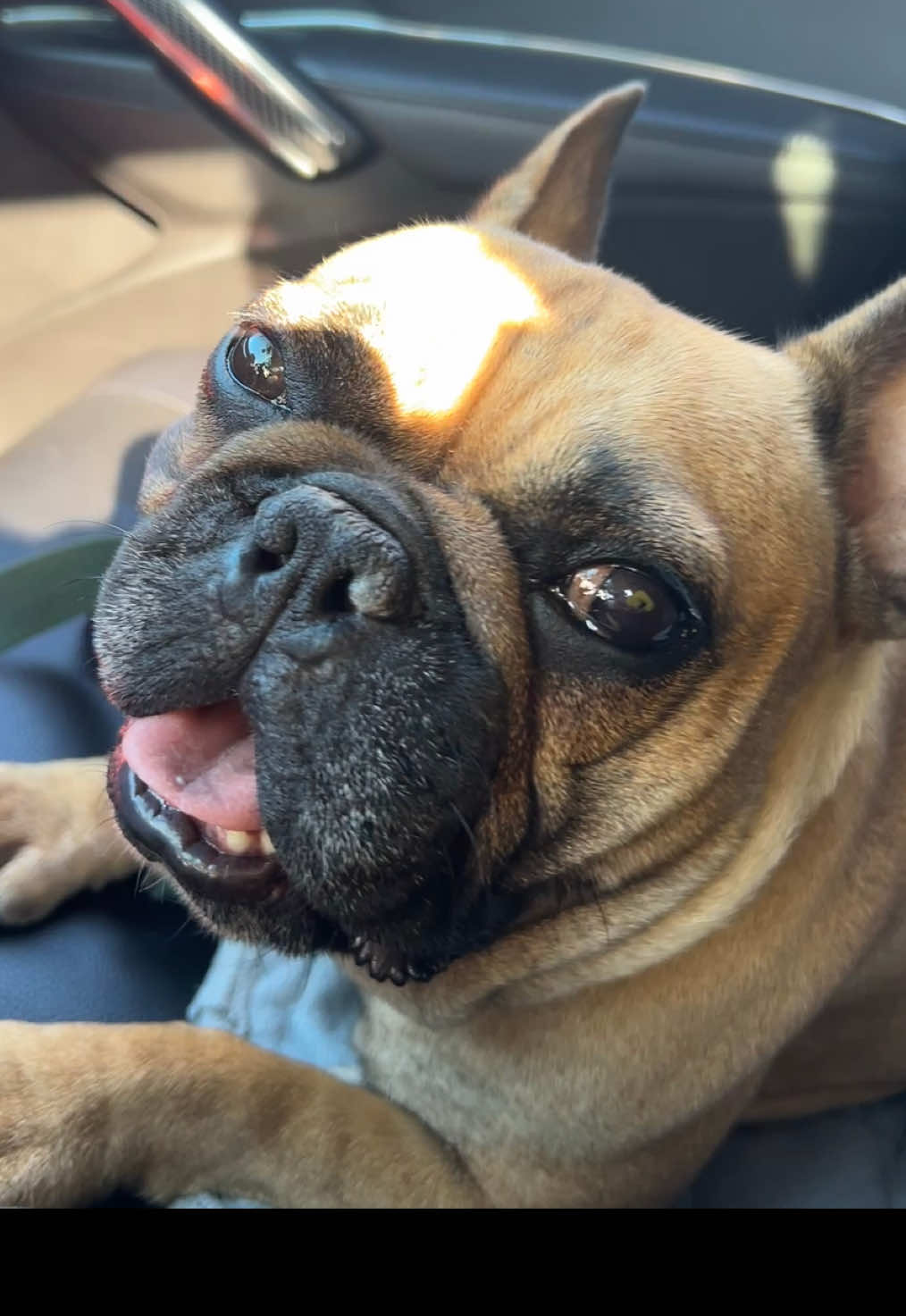 @FrenchBuldog
