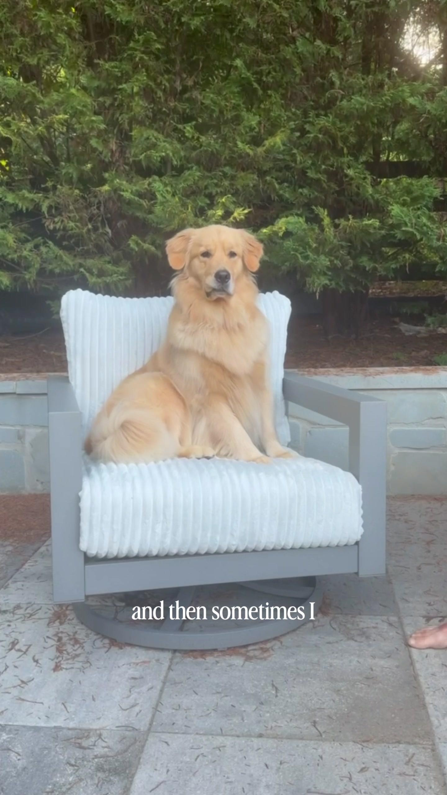 @DogMomisms