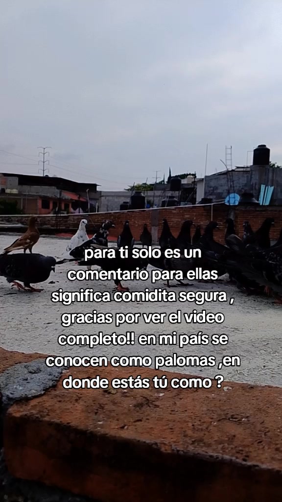 @Adriana Torres ACTUE